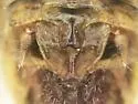 Paraidemona nuttingi - photo 2