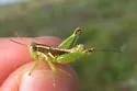 Paraidemona olsoni