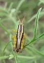 Paraidemona punctata