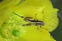 Paraidemona punctata - photo 4