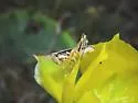 Paraidemona punctata - photo 5