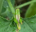 Paraidemona species-a