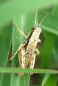 Paraidemona species-a - photo 2
