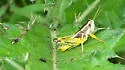 Paraidemona species-a - photo 3
