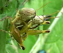 Paraidemona species-a - photo 4