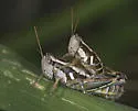 Paraidemona species - b
