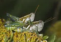 Paraidemona species - b - photo 2