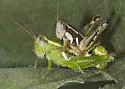 Paraidemona species - b - photo 3