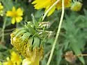 Paraidemona species - b - photo 4