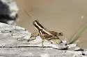 Paraidemona species - b - photo 5