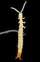 Parajapyx isabellae