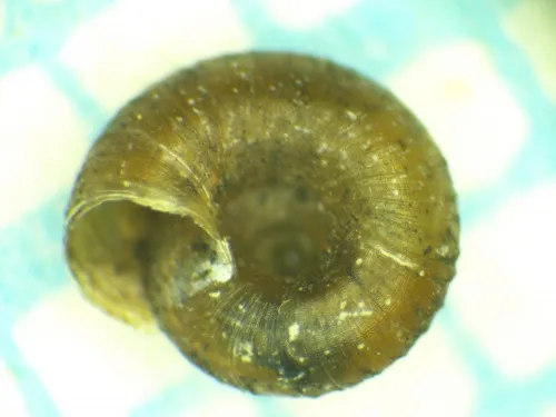 Paralaoma servilis