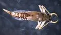 Paraleptophlebia bicornuta
