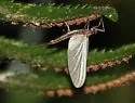 Paraleptophlebia bicornuta - photo 3