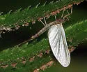 Paraleptophlebia bicornuta - photo 4