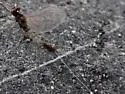 Paraleptophlebia debilis - photo 2