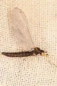 Paraleptophlebia debilis - photo 5