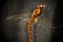 Paraleptophlebia gregalis