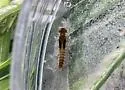 Paraleptophlebia guttata - photo 2