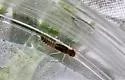 Paraleptophlebia guttata - photo 3