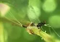 Paraleptophlebia guttata - photo 5