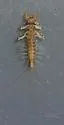 Paraleptophlebia helena - photo 2