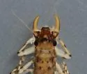 Paraleptophlebia helena - photo 3