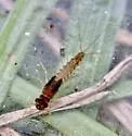 Paraleptophlebia kirchneri - photo 2