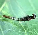 Paraleptophlebia moerens - photo 2