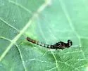 Paraleptophlebia moerens - photo 3
