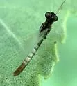 Paraleptophlebia moerens - photo 4
