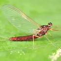 Paraleptophlebia praepedita - photo 2