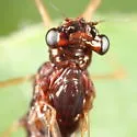 Paraleptophlebia praepedita - photo 3