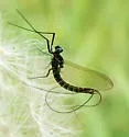 Paraleptophlebia praepedita - photo 4