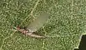 Paraleptophlebia praepedita - photo 5