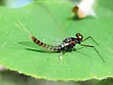 Paraleptophlebia vaciva