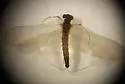 Paraleptophlebia vaciva - photo 3
