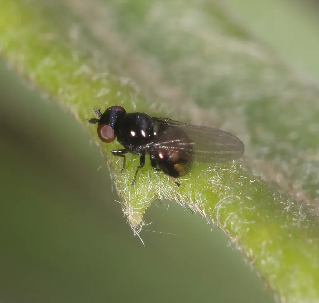 Paraleucopidae - photo 2