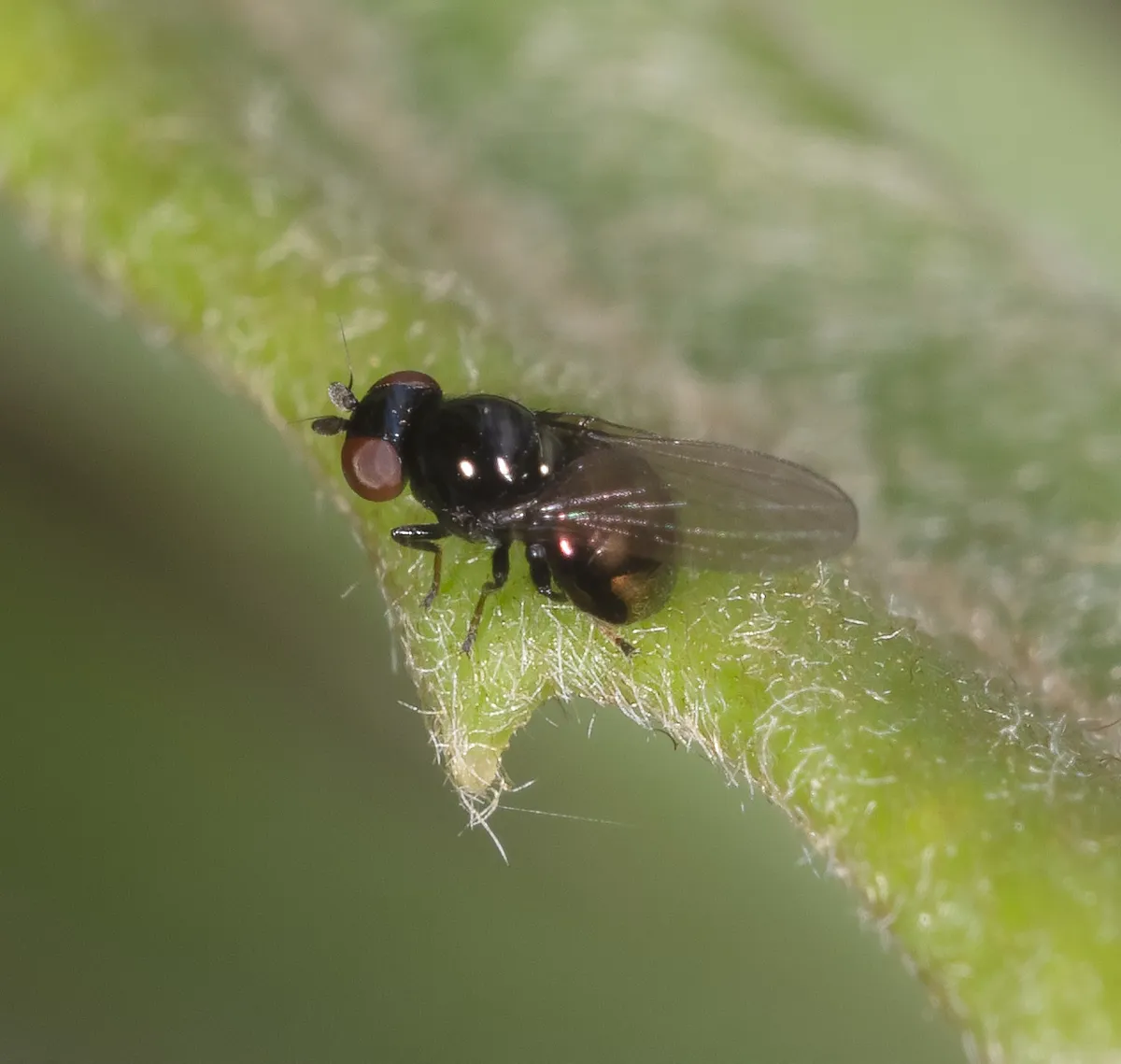 Paraleucopidae - photo 3