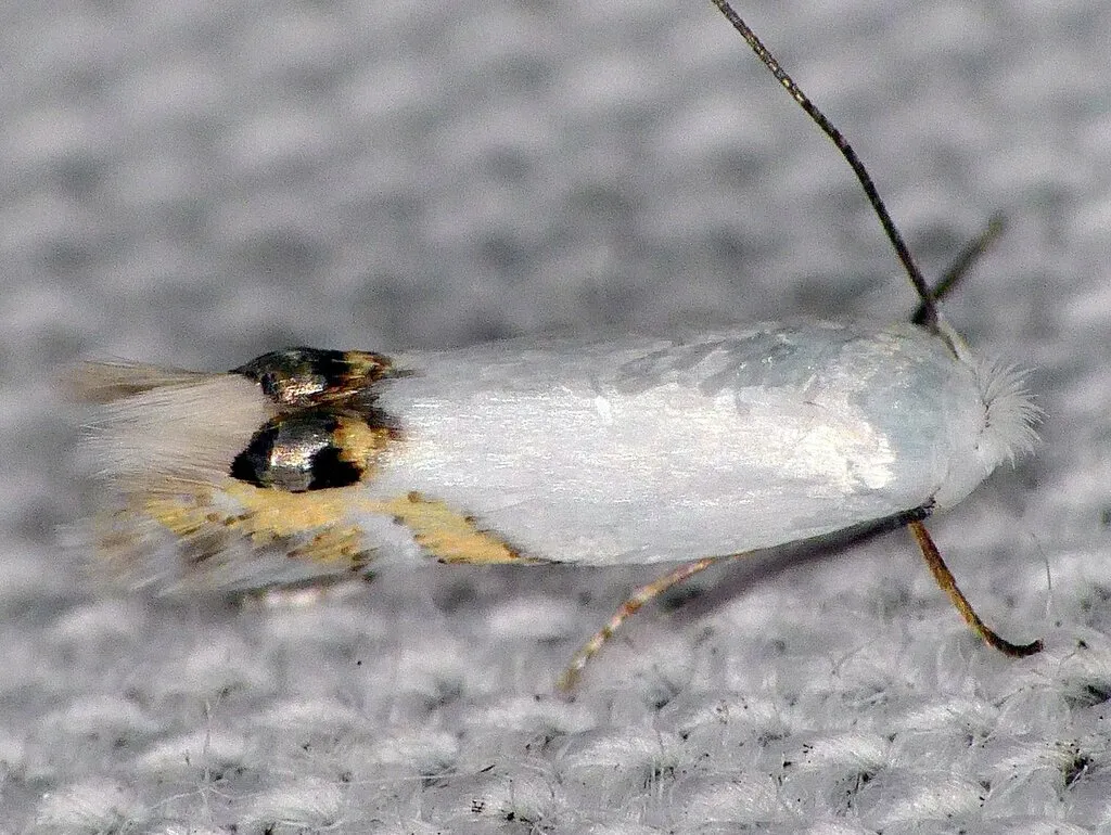 Cottonwood Leafminer Moth - Hodges#0475 - Paraleucoptera albella