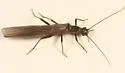Paraleuctra sara
