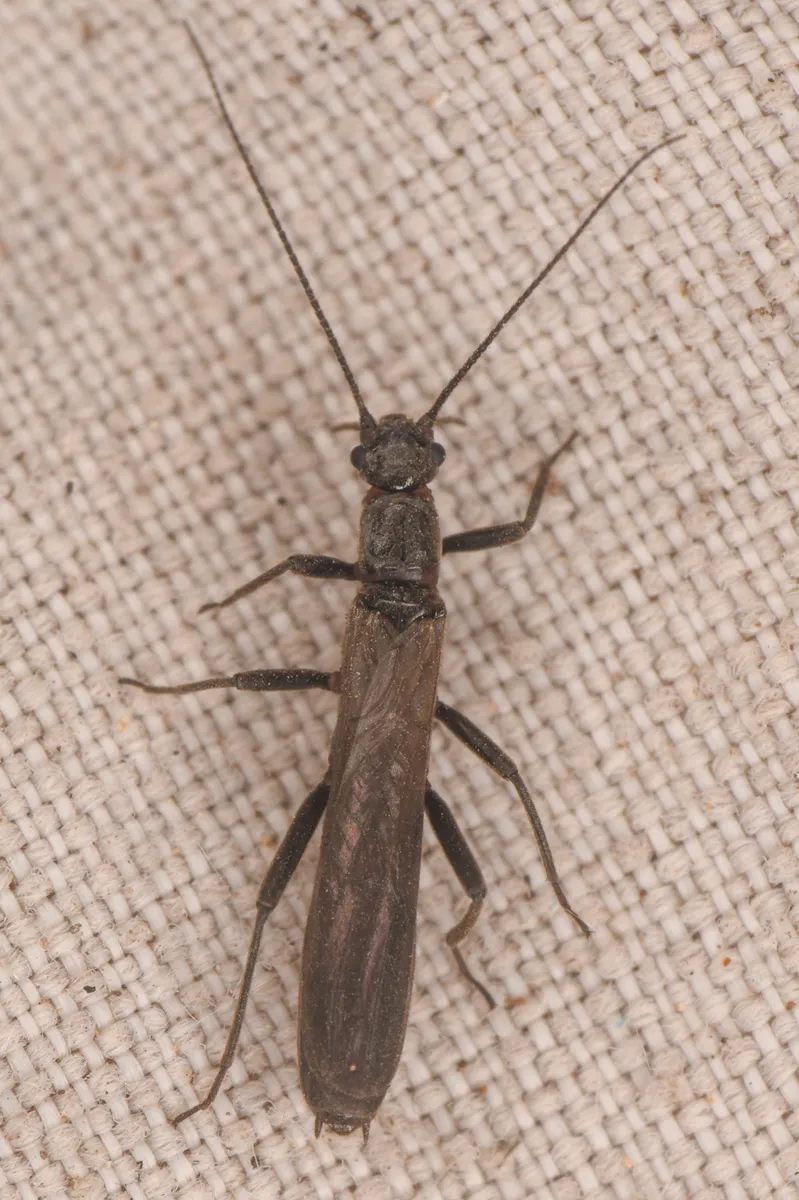 Paraleuctra vershina