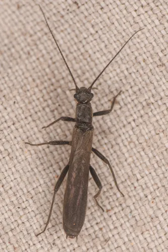 Paraleuctra vershina - photo 2