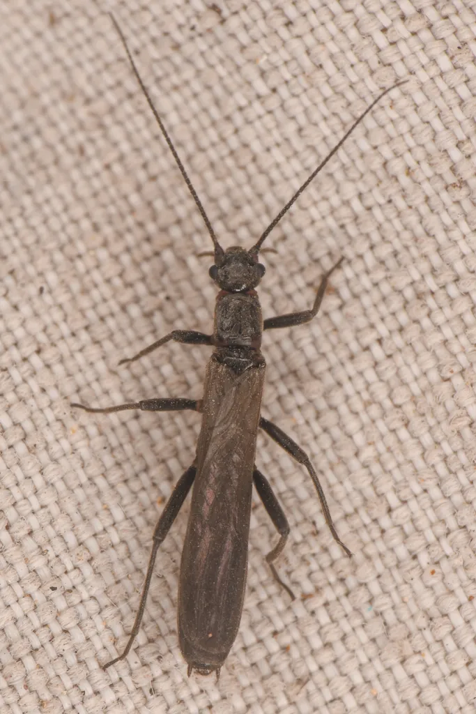 Paraleuctra vershina - photo 3