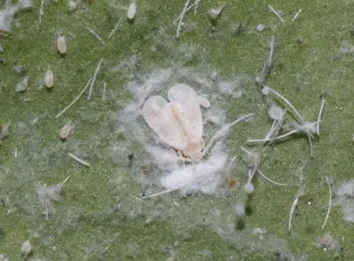 Nesting Whitefly