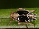 Paraliburnia kilmani