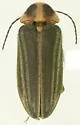 Paralichus trivittus