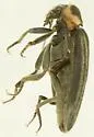 Paralichus trivittus - photo 2