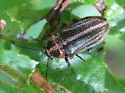 Paralichus trivittus - photo 3