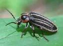 Paralichus trivittus - photo 4